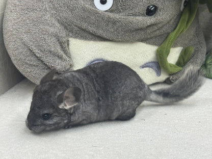 Chinchillas: S024 Standard female chinchilla for sale (USA lineage)