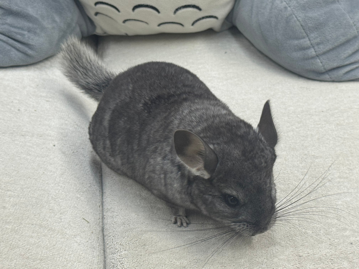 Chinchillas: S024 Standard female chinchilla for sale (USA lineage)