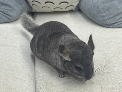 Chinchillas: S024 Standard female chinchilla for sale (USA lineage)