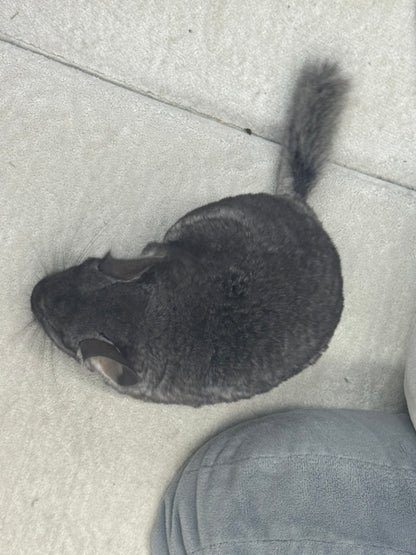 Chinchillas: S024 Standard female chinchilla for sale (USA lineage)