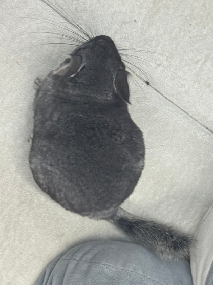 Chinchillas: S024 Standard female chinchilla for sale (USA lineage)