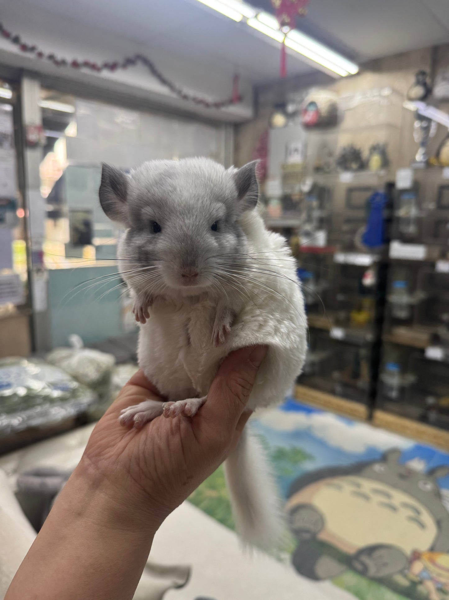 Chinchillas: S025 Predominantly White Mosaic female chinchilla for sale (USA lineage)