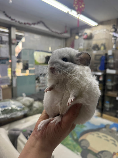 Chinchillas: S025 Predominantly White Mosaic female chinchilla for sale (USA lineage)