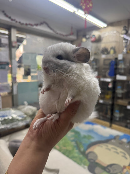 Chinchillas: S025 Predominantly White Mosaic female chinchilla for sale (USA lineage)