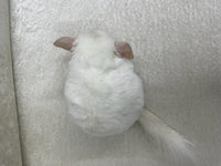 Chinchillas: P022 Pink White male chinchilla for sale big size