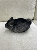 Chinchillas: P017 Standard RPAC (angora carrier) male chinchilla for sale very solid and handsome