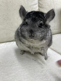 Chinchillas: P017 Standard RPAC (angora carrier) male chinchilla for sale very solid and handsome