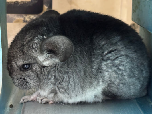Chinchillas: T025 Standard female chinchilla for sale (USA Master Breeder’s lineage)
