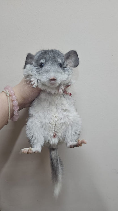 Chinchillas: R044 Mosaic female chinchilla for sale from imported Standard Mum and Pink White Dad (USA bloodline)