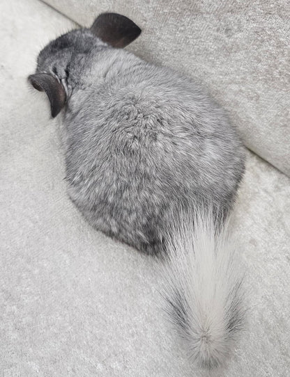 Chinchillas: R044 Mosaic female chinchilla for sale from imported Standard Mum and Pink White Dad (USA bloodline)