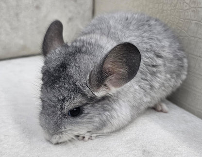 Chinchillas: R044 Mosaic female chinchilla for sale from imported Standard Mum and Pink White Dad (USA bloodline)