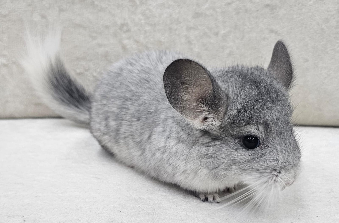 Chinchillas: R044 Mosaic female chinchilla for sale from imported Standard Mum and Pink White Dad (USA bloodline)