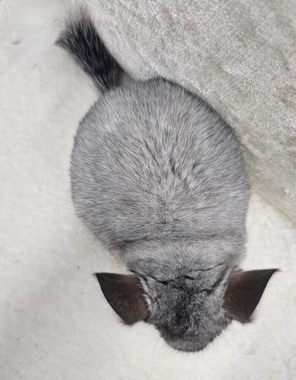 Chinchillas: R044 Mosaic female chinchilla for sale from imported Standard Mum and Pink White Dad (USA bloodline)