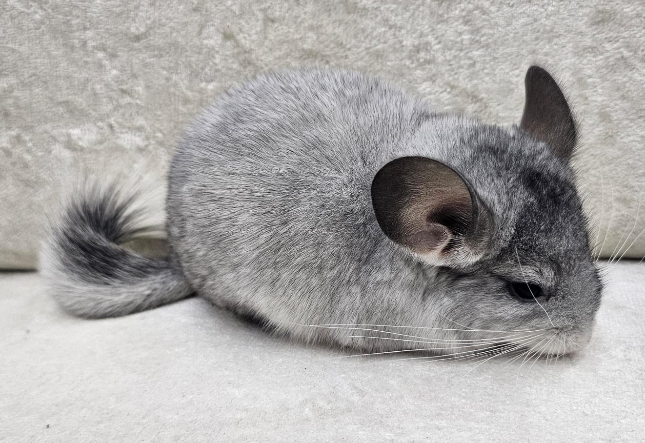 Chinchillas: R044 Mosaic female chinchilla for sale from imported Standard Mum and Pink White Dad (USA bloodline)