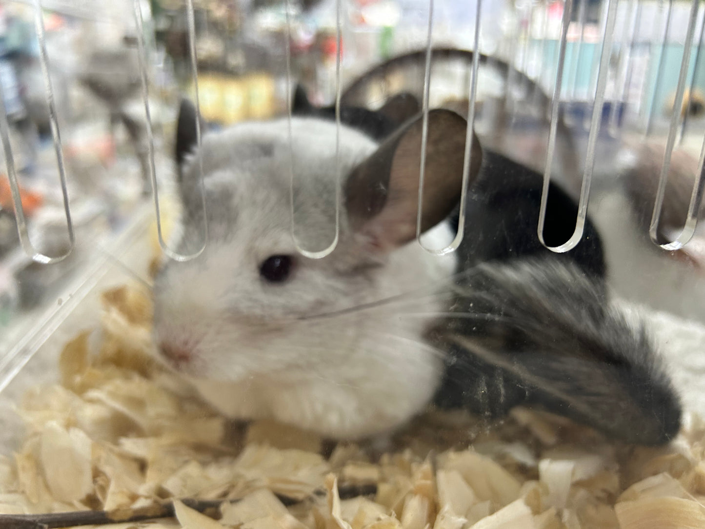 Pairing of chinchillas