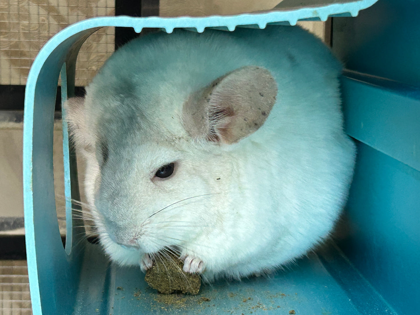 Minnie’s Timothy Hay Cakes/ cookies with echinacea herbs and free bottle “Atas hay cookies”