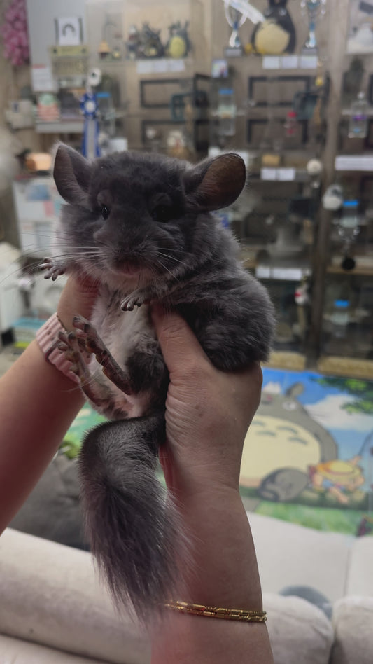 Chinchillas: R014 Violet male chinchilla for sale (USA lineage)