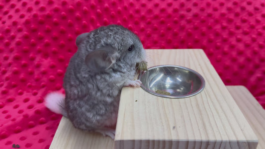 Chinchillas: T006 Mosaic male chinchilla for sale (USA Master Breeder’s lineage)