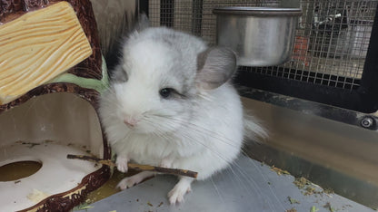 Chinchillas: R037 Mosaic RPA (Angora) male chinchilla for sale (CCCU USA lineage)