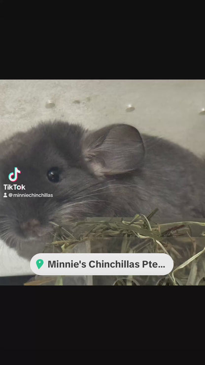 Chinchillas: R039 TOV Violet male chinchilla for sale (Brevi face) (USA lineage)