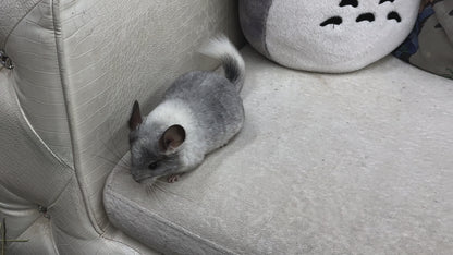 Chinchillas: R029 Mosaic (beautiful markings) male chinchilla for sale (USA lineage)