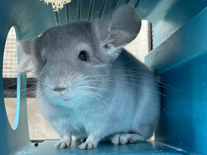 Boarding per chinchilla per day: full payment at least 10 days beforehand please do not self check out