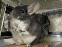 Boarding per chinchilla per day: full payment at least 10 days beforehand please do not self check out