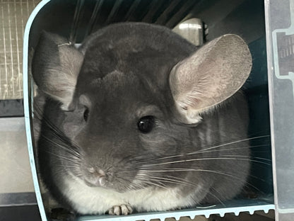 Boarding per chinchilla per day: full payment at least 10 days beforehand please do not self check out