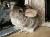 Headgear/ hat/ cap for Chinchillas, Guinea pigs, rabbits or hamsters limited stock