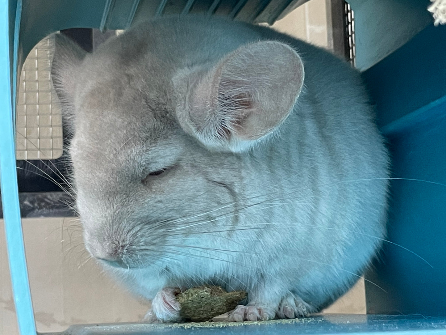 Boarding per chinchilla per day: full payment at least 10 days beforehand please do not self check out