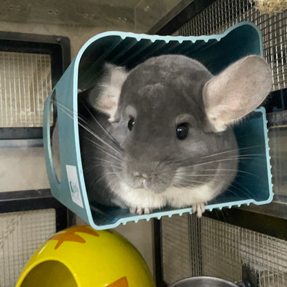 Boarding per chinchilla per day: full payment at least 10 days beforehand please do not self check out