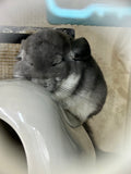 Boarding per chinchilla per day: full payment at least 10 days beforehand please do not self check out