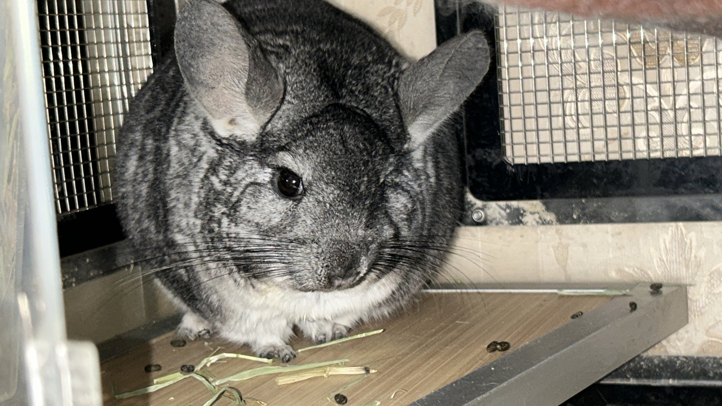 Boarding per chinchilla per day: full payment at least 10 days beforehand please do not self check out