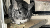 Boarding per chinchilla per day: full payment at least a week beforehand please do not self check out