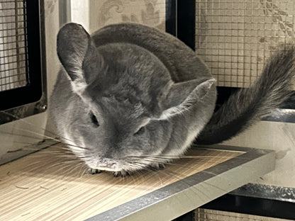 Boarding per chinchilla per day: full payment at least 10 days beforehand please do not self check out