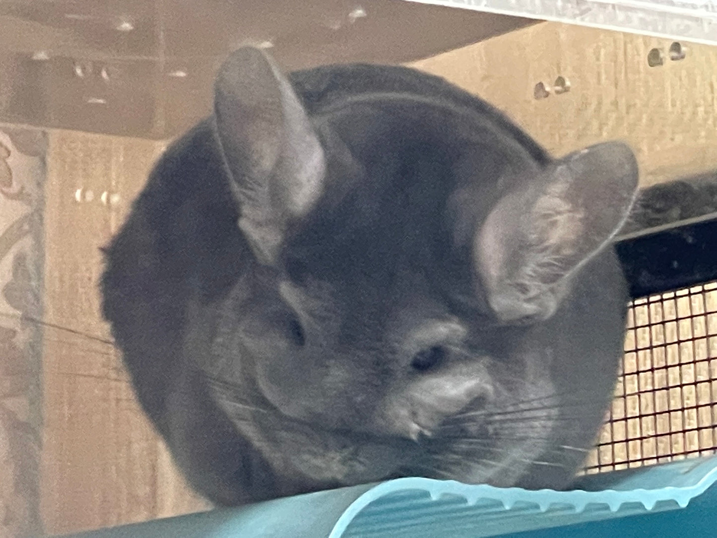 Boarding per chinchilla per day: full payment at least 10 days beforehand please do not self check out