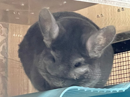 Boarding per chinchilla per day: full payment at least 10 days beforehand please do not self check out