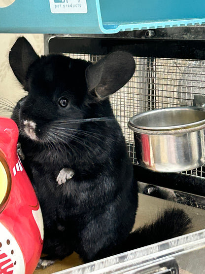 Boarding per chinchilla per day: full payment at least 10 days beforehand please do not self check out