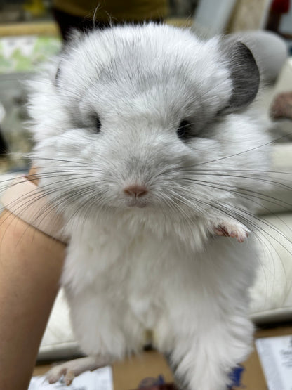 Boarding per chinchilla per day: full payment at least 10 days beforehand please do not self check out