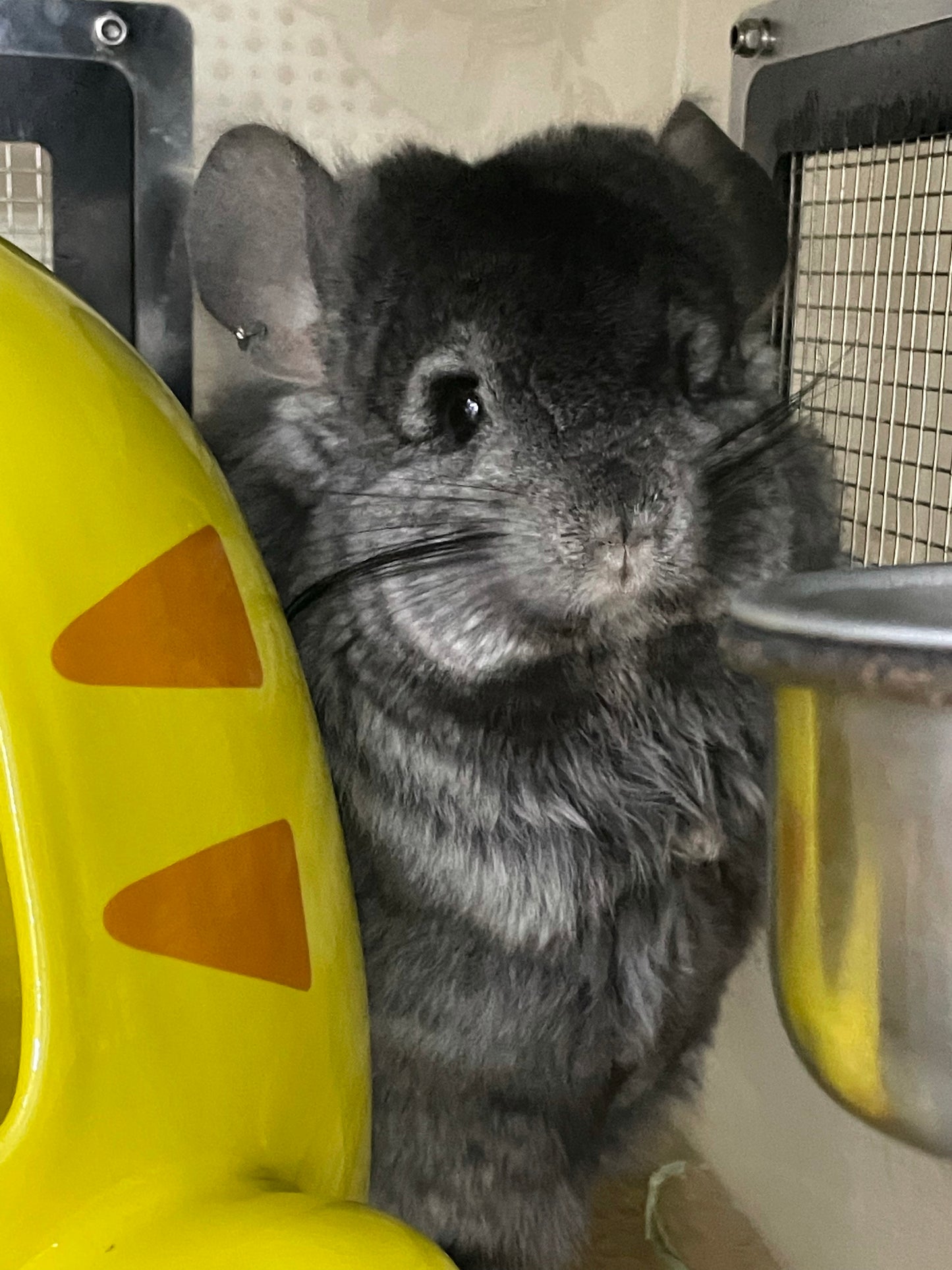 Boarding per chinchilla per day: full payment at least 10 days beforehand please do not self check out