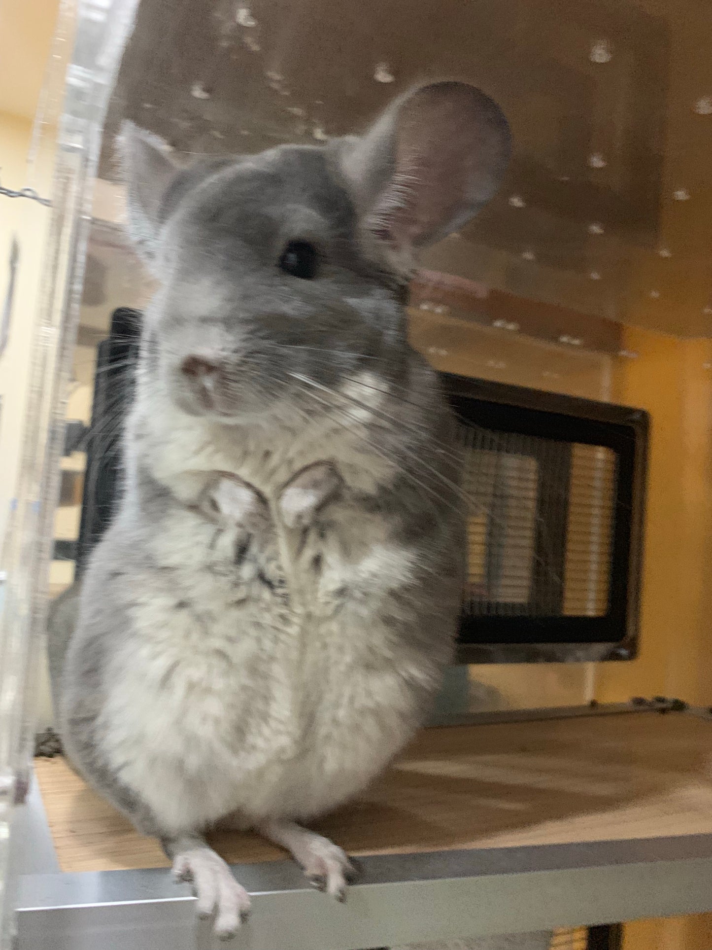 Boarding per chinchilla per day: full payment at least 10 days beforehand please do not self check out