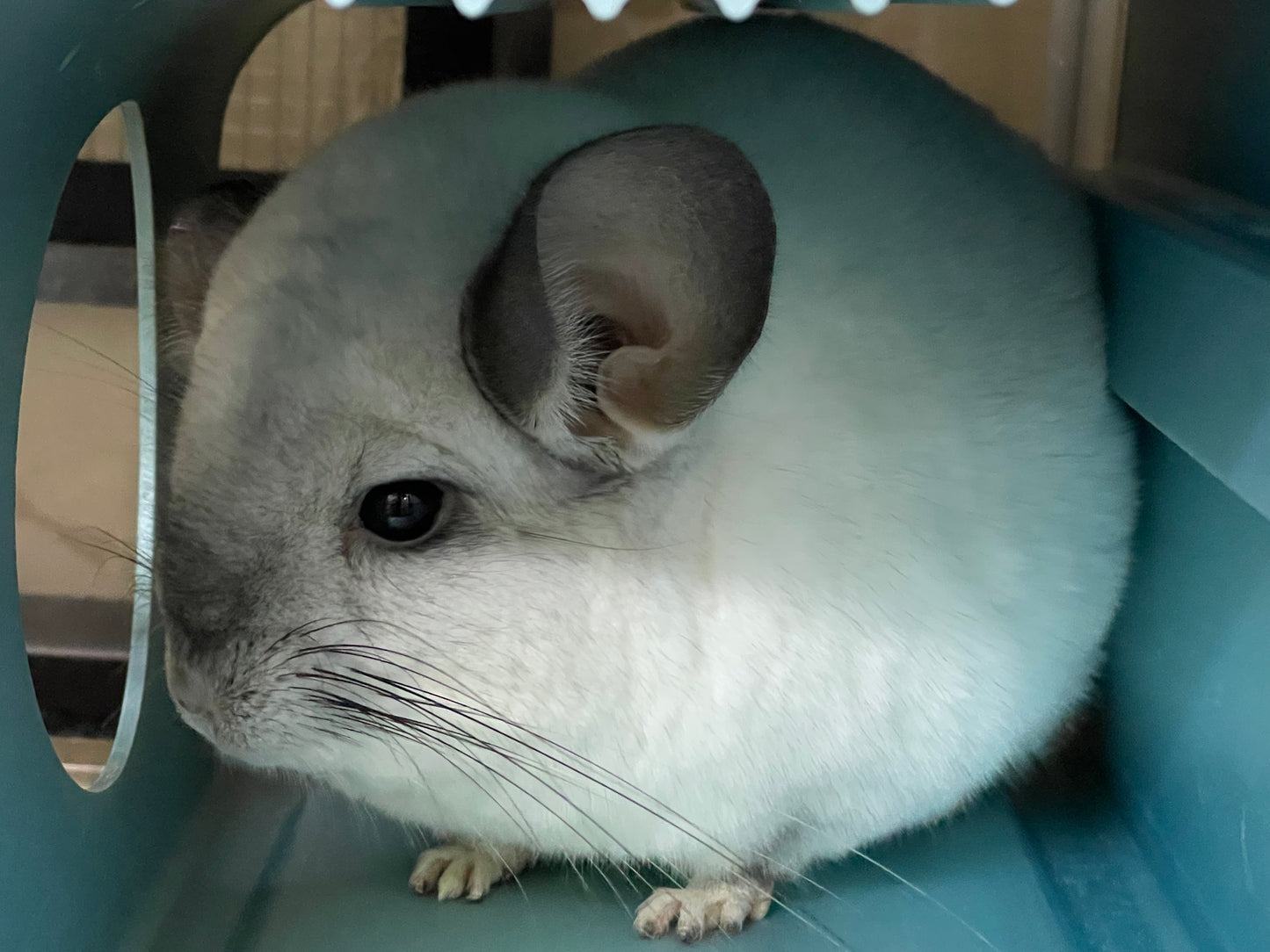 Boarding per chinchilla per day: full payment at least 10 days beforehand please do not self check out