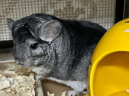 Boarding per chinchilla per day: full payment at least 10 days beforehand please do not self check out