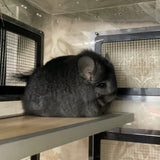 Boarding per chinchilla per day: full payment at least 10 days beforehand please do not self check out