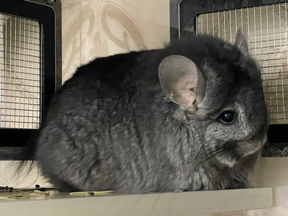 Boarding per chinchilla per day: full payment at least 10 days beforehand please do not self check out